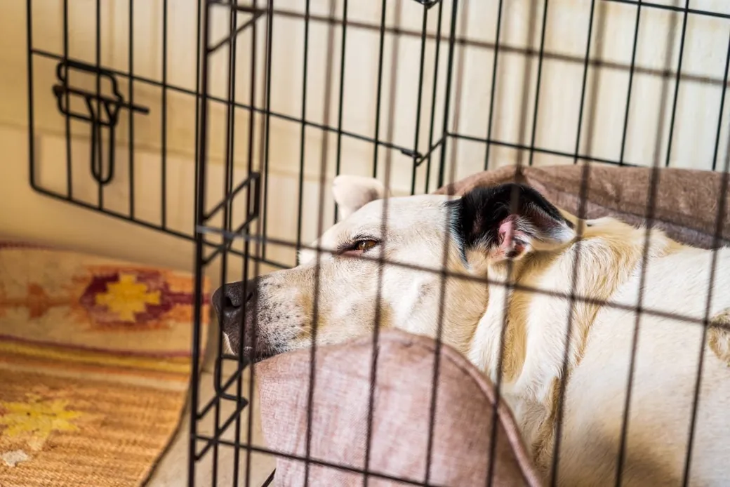 Chien paisible installé dans un box de pension canine, illustrant les conditions d'hébergement d'une pension professionnelle