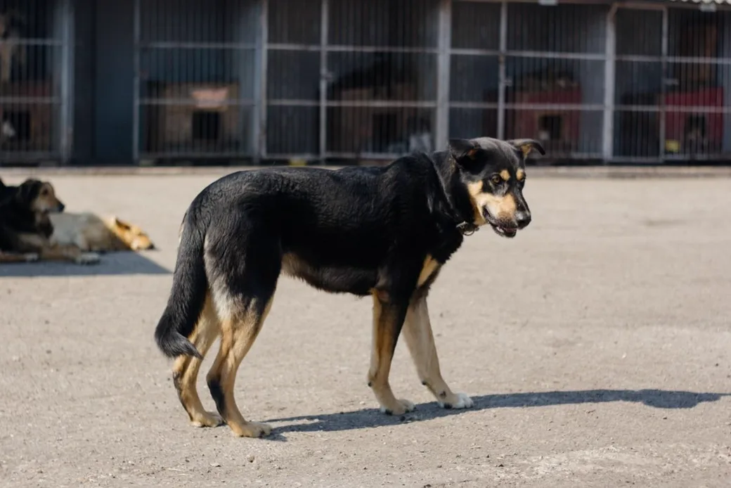 Chien dans un enclos extérieur ensoleillé d'une pension canine, clôture visible