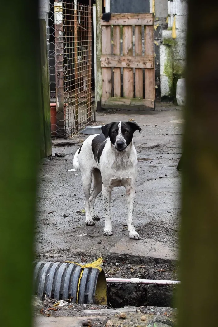 Chien dans l'allée entre les boxes d'une pension canine, vue sur la structure d'hébergement