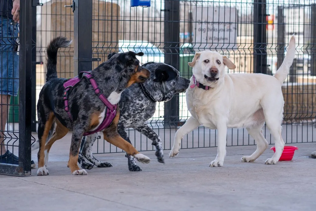 Trois chiens jouant ensemble dans un parc clôturé, illustration de l'article sur le business plan d'une pension canine