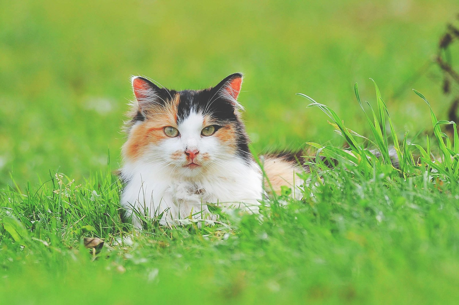 Chat tricolore couché au calme dans un intérieur lumineux