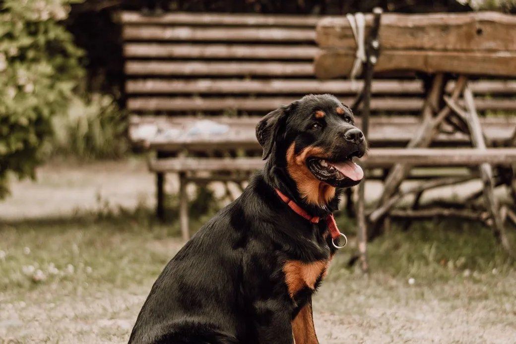 Rottweiler assis dans un jardin, illustration de l'article sur les chiens de catégorie 1 et 2 en pension