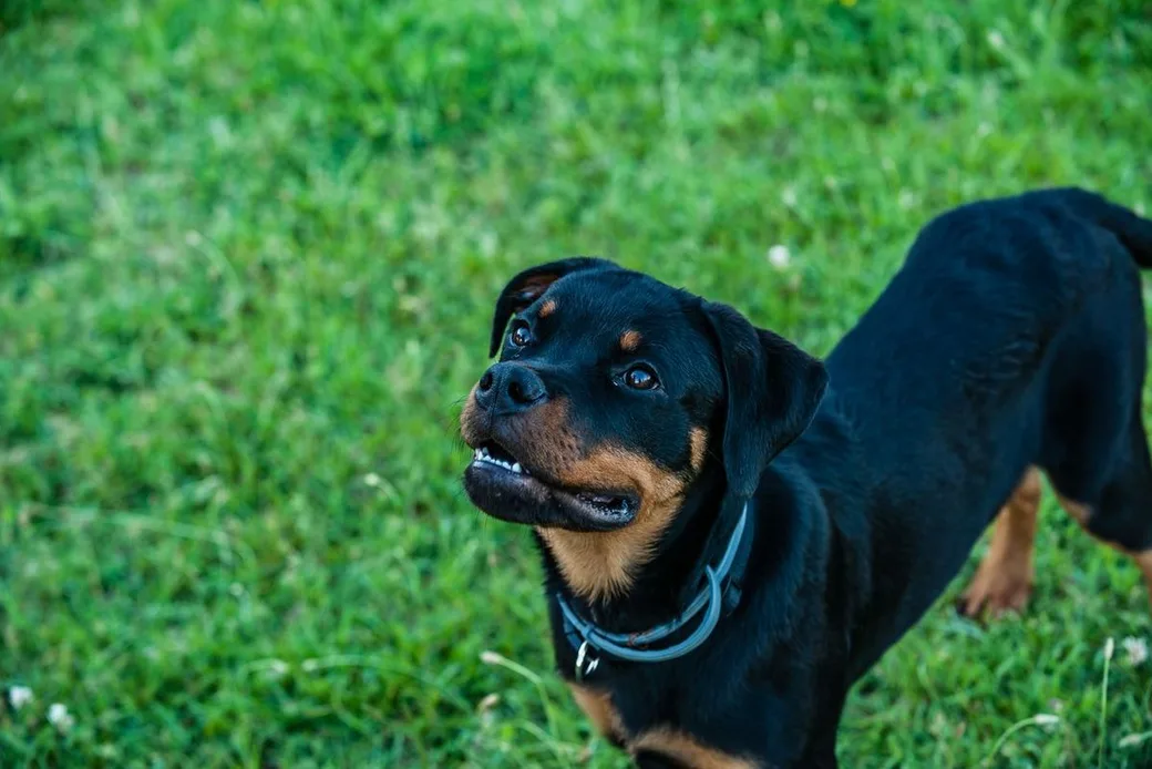 Rottweiler debout sur une pelouse de parc, chien de type catégorisé