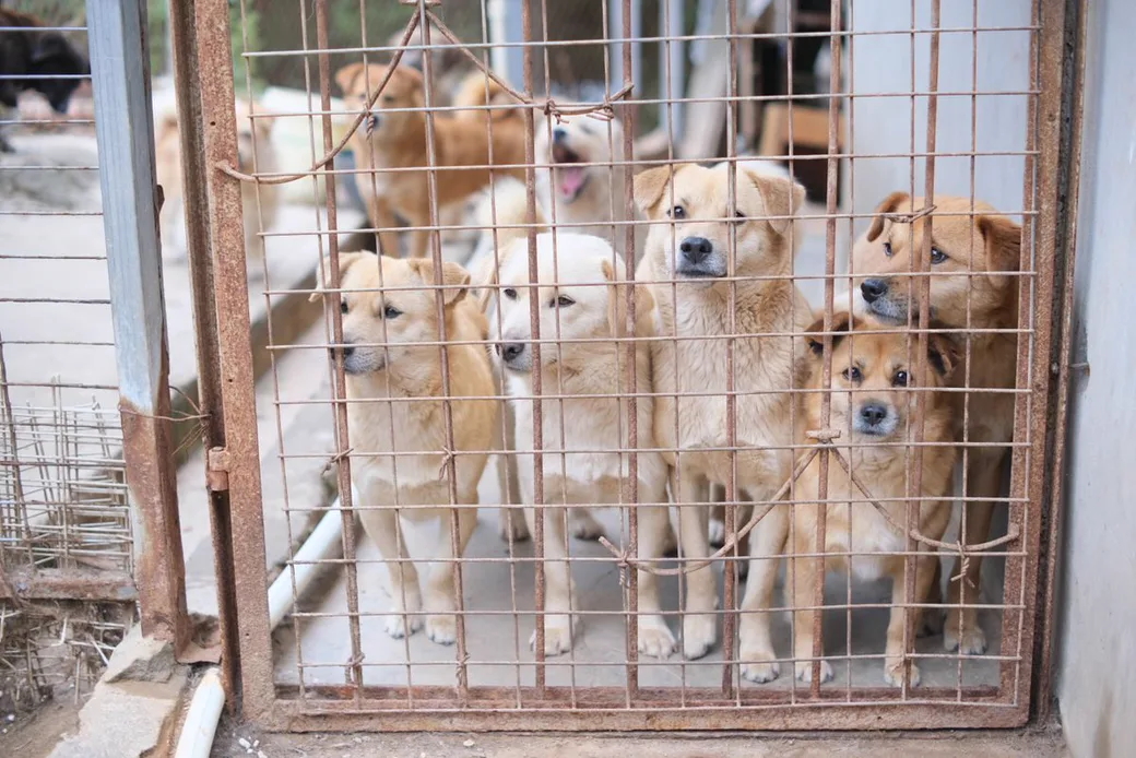 Chiens dans un box d'hébergement, environnement de pension pour chiens