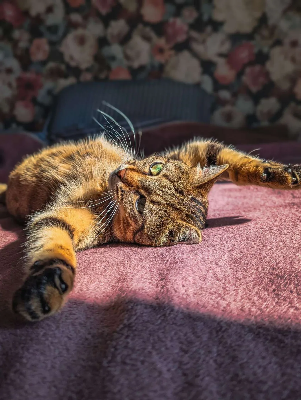 Chat tigré détendu sur un lit en intérieur, rappelant que le contrat de pension s'applique aussi aux chats lors de leur garde