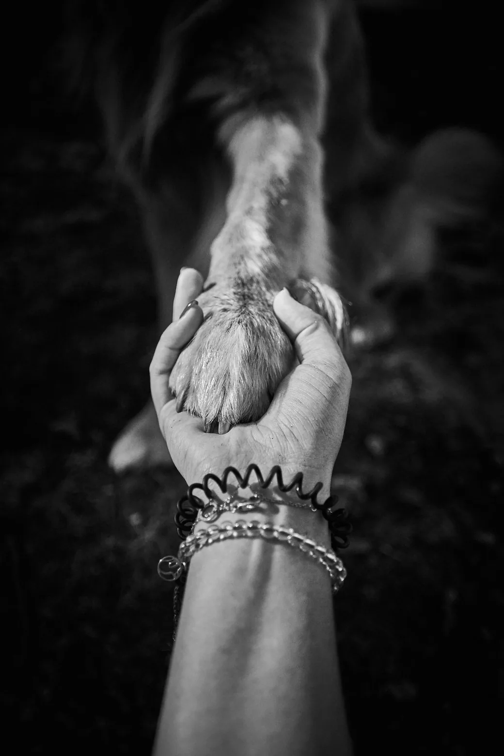 Main d'une personne tenant doucement la patte d'un chien, symbole de la confiance entre le gérant de pension et le propriétaire lors de la conclusion du contrat de garde
