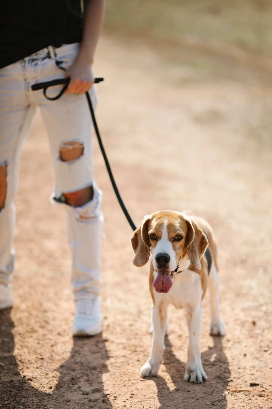 Femme tenant en laisse un beagle à l'arrivée en pension, moment où le contrat de pension est signé et l'animal confié au professionnel