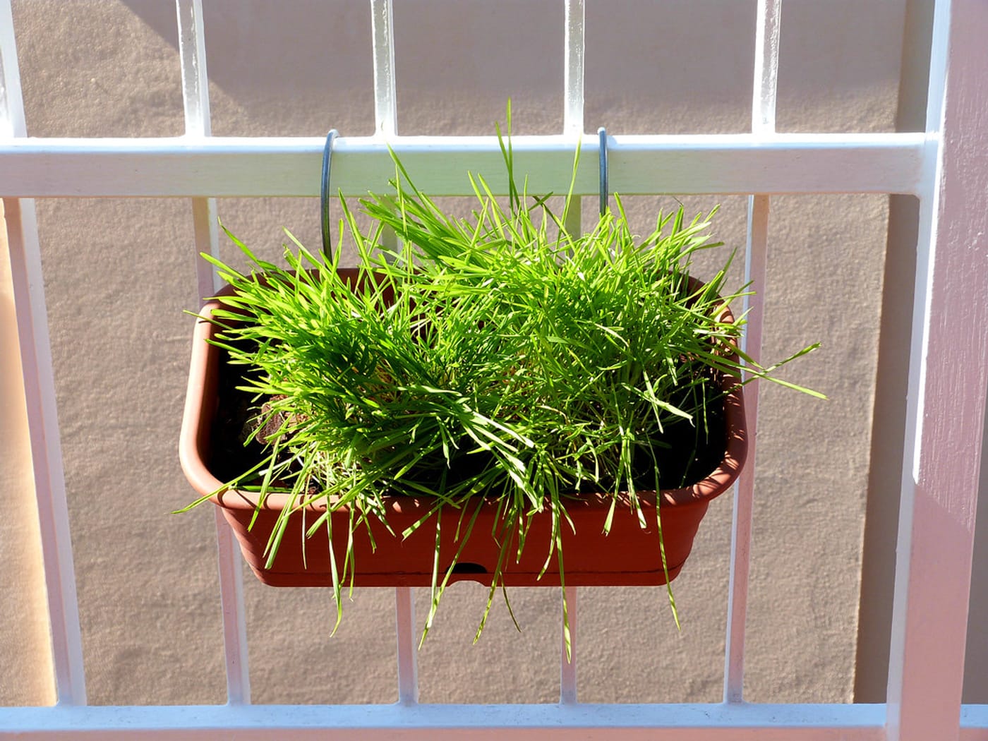 Un chat auprès d'herbe à chat, rappel que la garde féline est soumise aux mêmes obligations de déclaration