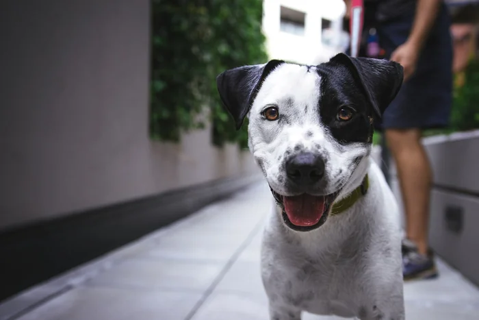 Chien blanc et noir souriant en promenade