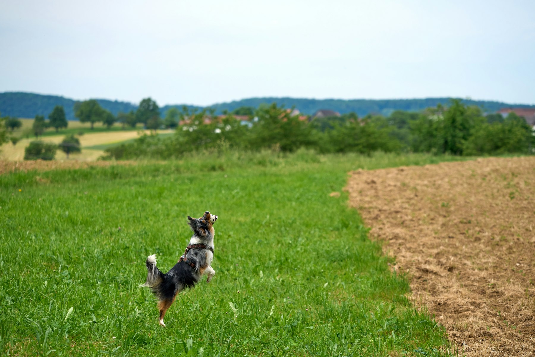Chien qui bondit joyeusement dans un champ herbeux au soleil
