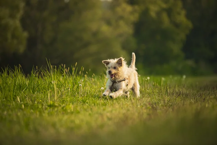 Chien courant dans un pré, illustration du guide pour ouvrir une pension canine