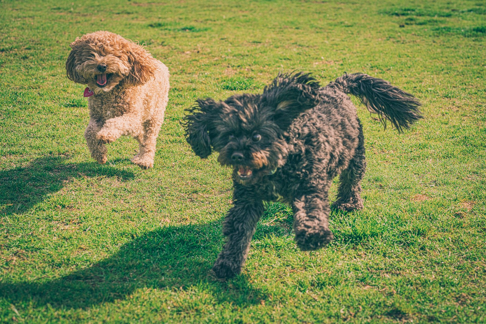 Deux chiens jouant ensemble sur une pelouse, typique des espaces de détente d'une pension canine