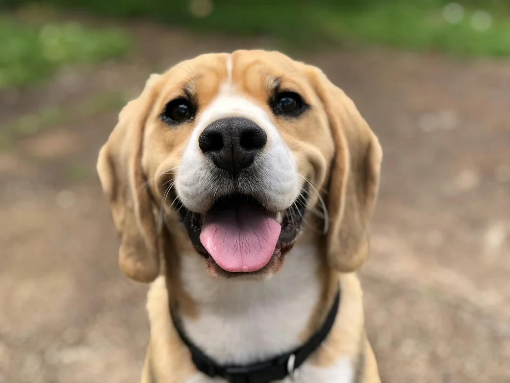 Chien beagle heureux, langue tirée, dans une pension canine