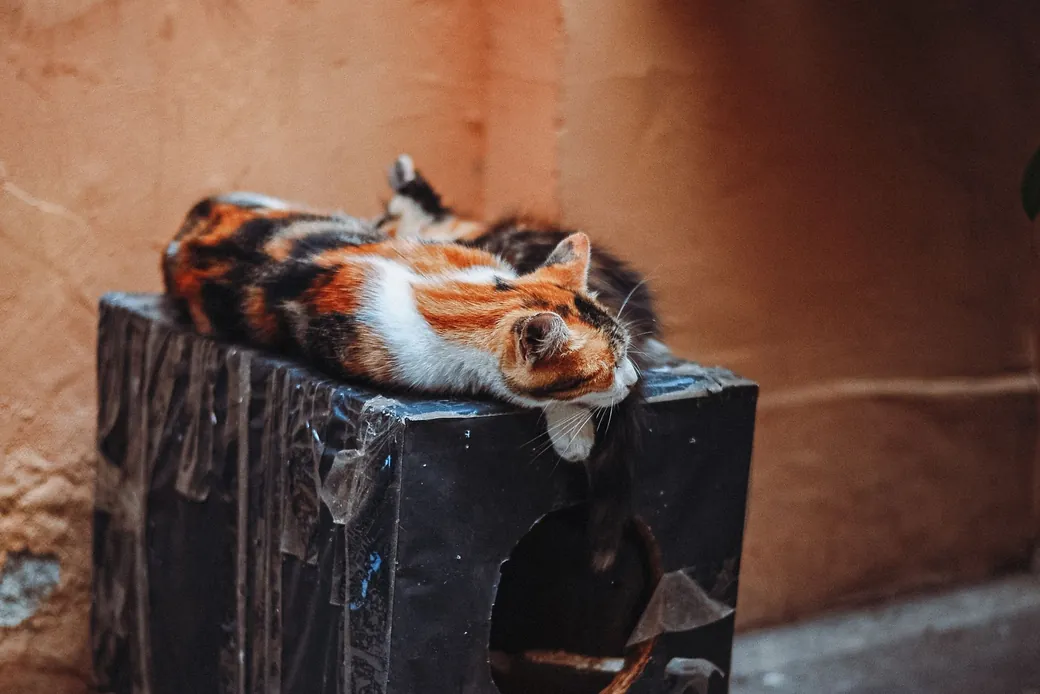 Chat calico endormi sur un abri en bois dans l'enclos extérieur d'une chatterie de garde