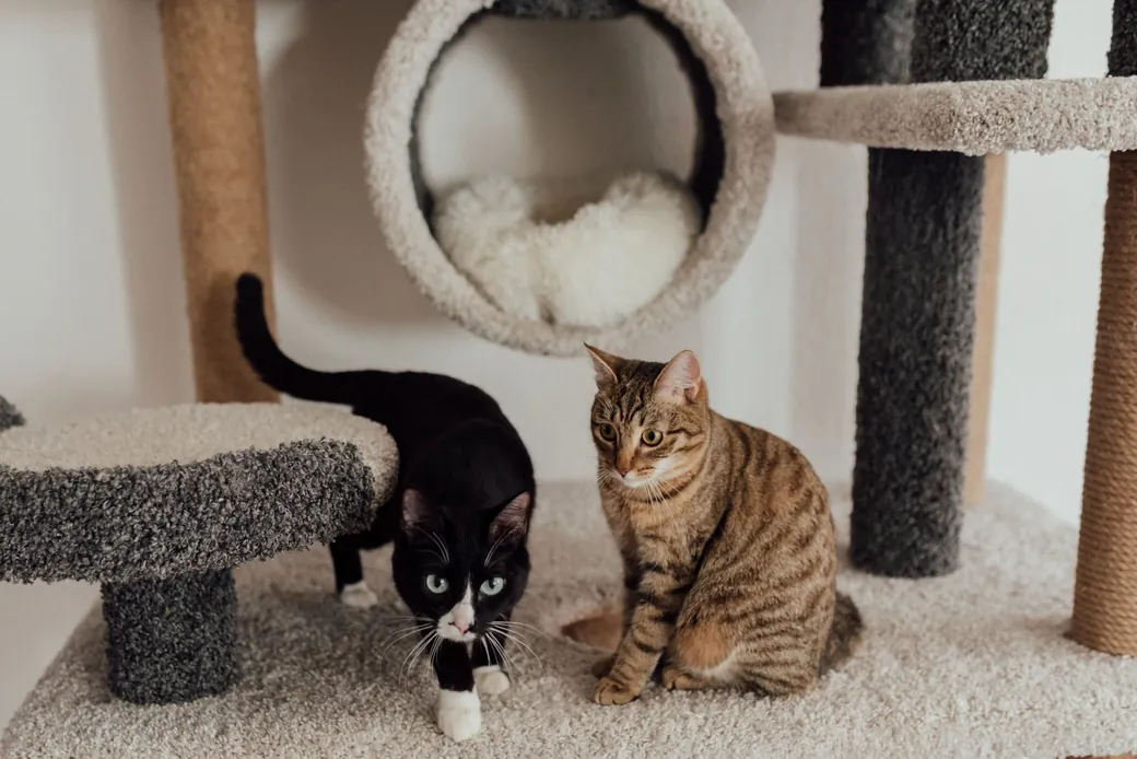 Deux chats installés sur un arbre à chat dans le salon d'accueil d'une pension féline