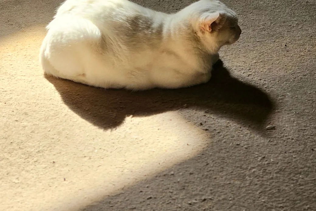 Chat blanc et chat siamois au repos dans une pièce ensoleillée de la chatterie, gamelle d'eau à proximité