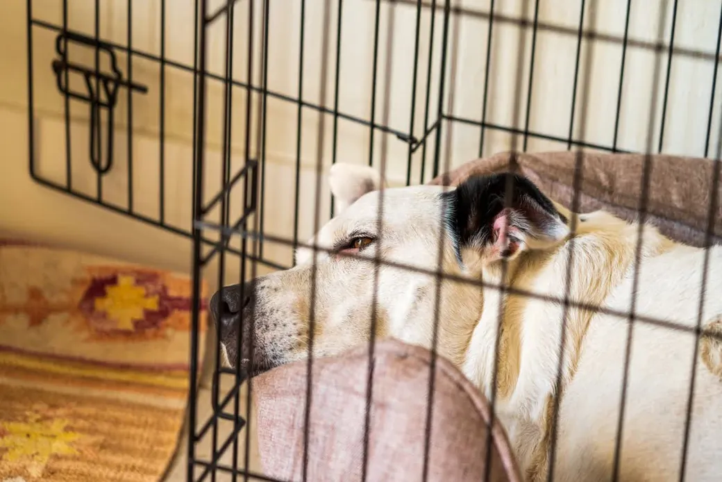 Chien détendu couché dans un box d'hébergement propre, illustration de l'article sur les obligations sanitaires d'une pension