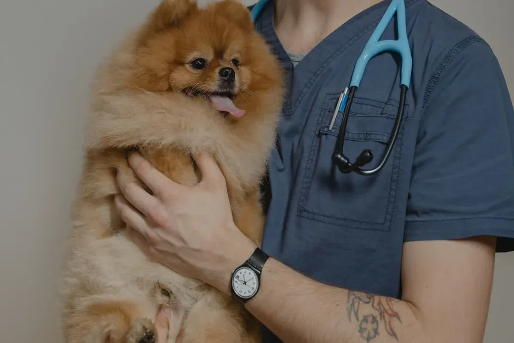 Vétérinaire en blouse examinant un petit chien au stéthoscope lors de la visite sanitaire d'une pension