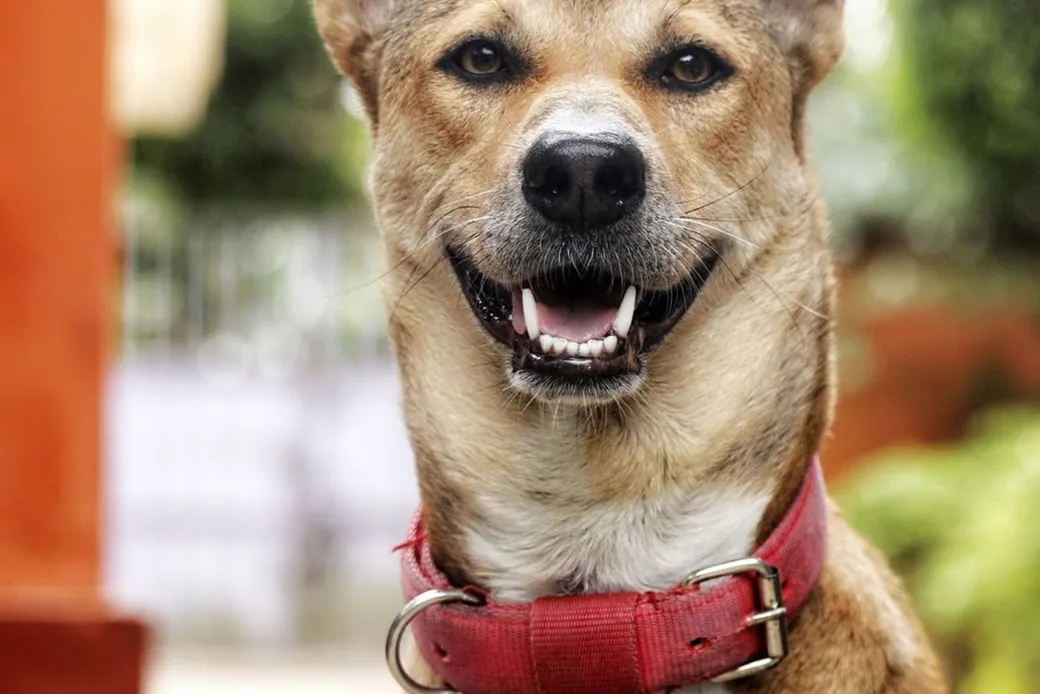 Portrait en gros plan d'un chien au pelage fauve portant un collier, illustrant l'identification des animaux accueillis