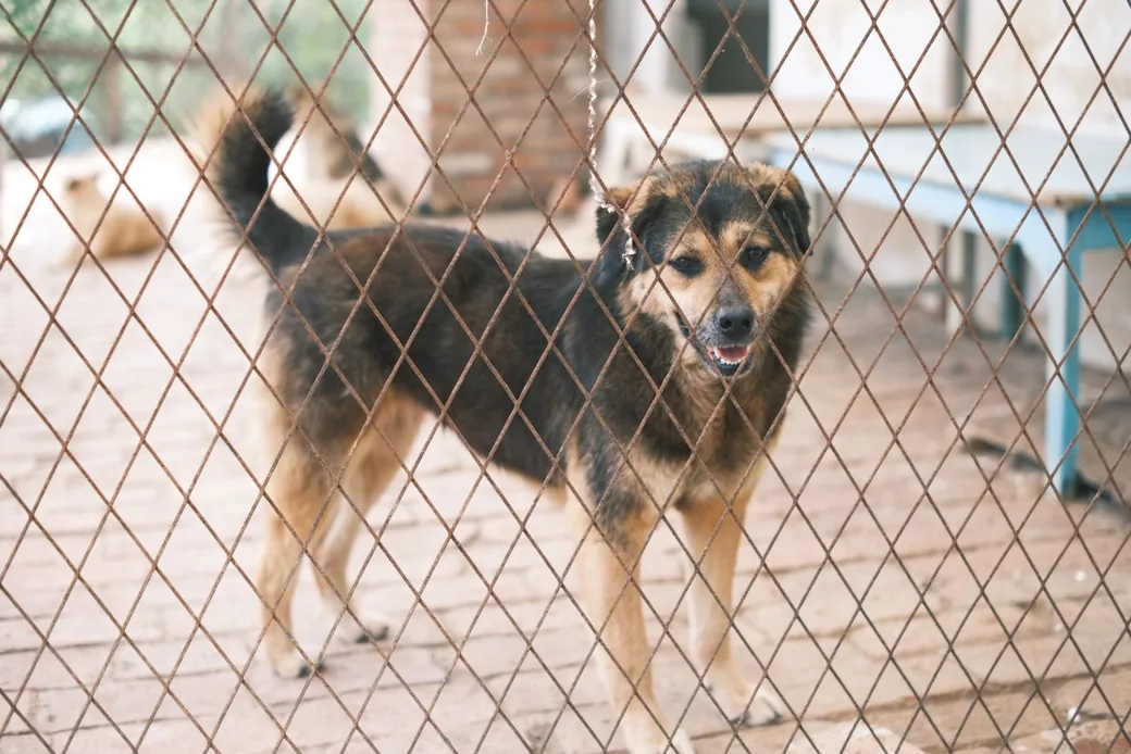 Chien dans un enclos clôturé de pension, illustration de l'article sur la responsabilité en cas d'accident ou de fugue