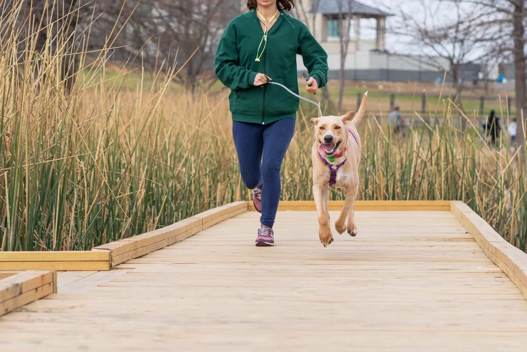 Propriétaire marchant avec son chien tenu en laisse sur une promenade en bois, illustrant la remise de l'animal en fin de séjour