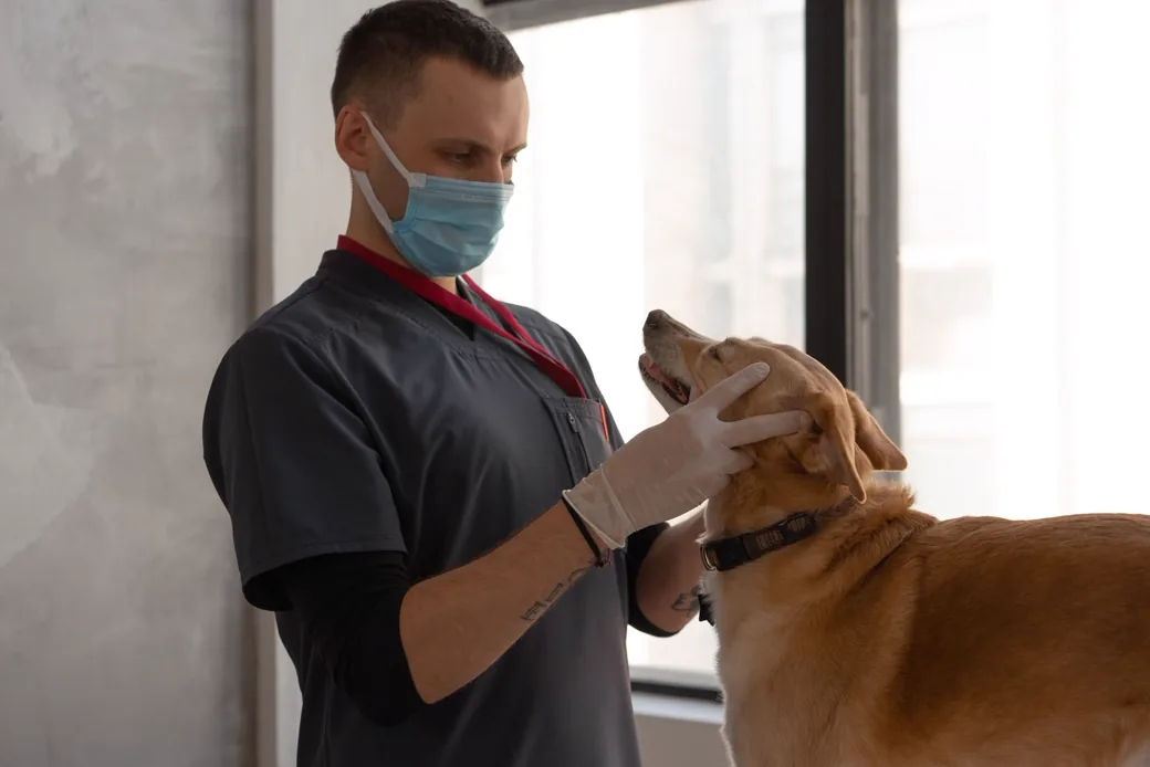 Vétérinaire examinant un chien sur une table de consultation en clinique, illustrant la prise en charge d'un pensionnaire blessé ou malade