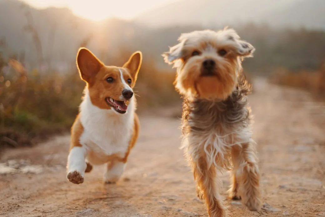 Deux chiens courant dans un champ, illustration de l'activité de pension canine