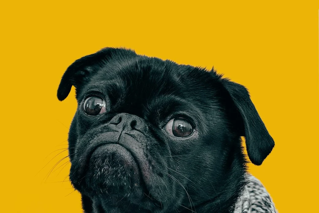 Un chiot tenu dans des mains, symbole du démarrage d'une pension canine
