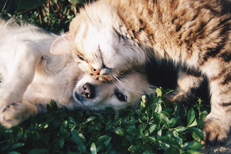 Un propriétaire avec ses deux chiens dans un pré, illustration de l'article sur le statut juridique d'une pension canine