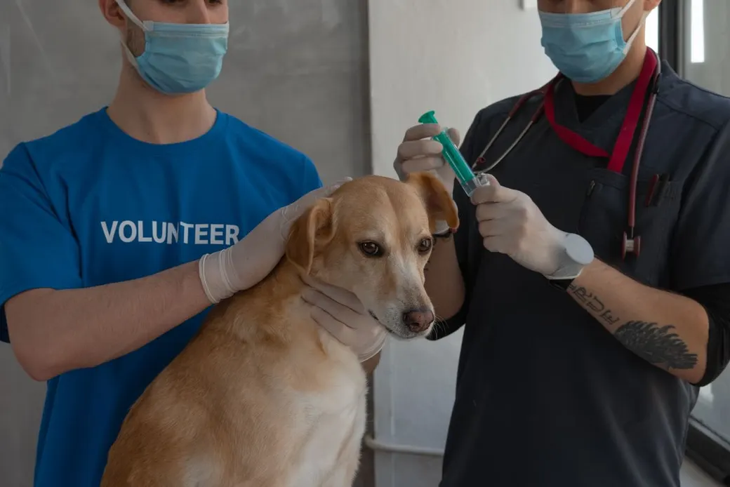 Vétérinaire masqué préparant la vaccination d'un chien en clinique, assisté par un soigneur