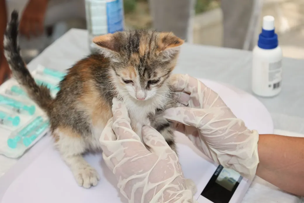 Vétérinaire en gants vaccinant un chaton sur table de consultation en clinique vétérinaire
