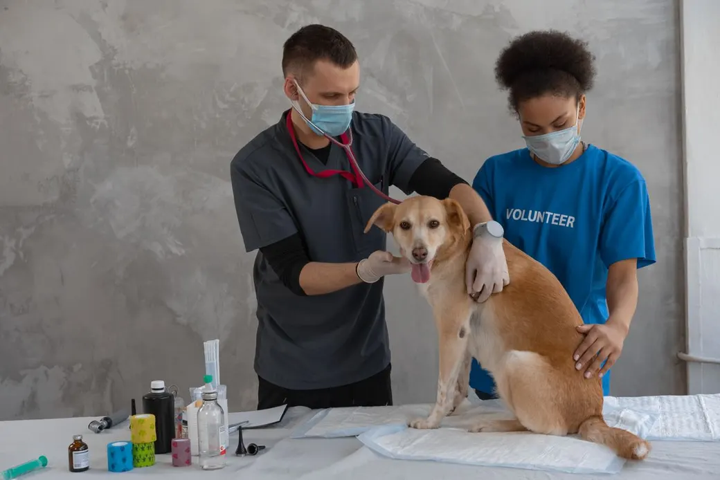 Vétérinaire examinant un chien au stéthoscope en clinique lors du contrôle de son carnet de santé