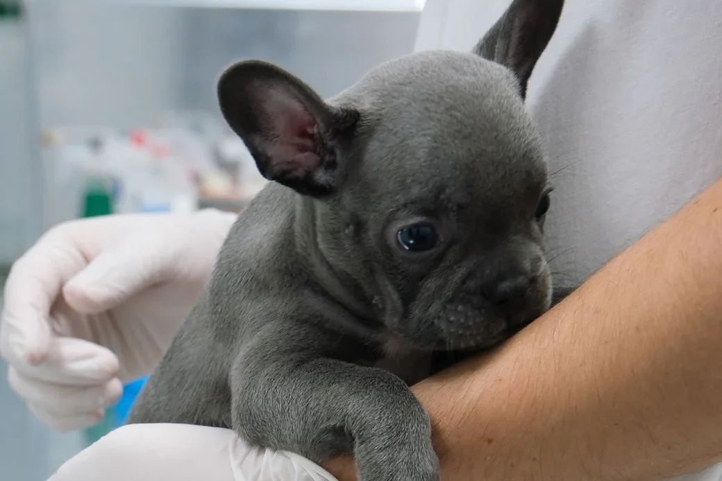 Chiot bouledogue français porté dans les bras lors d'un examen vétérinaire, illustration de la visite sanitaire en pension