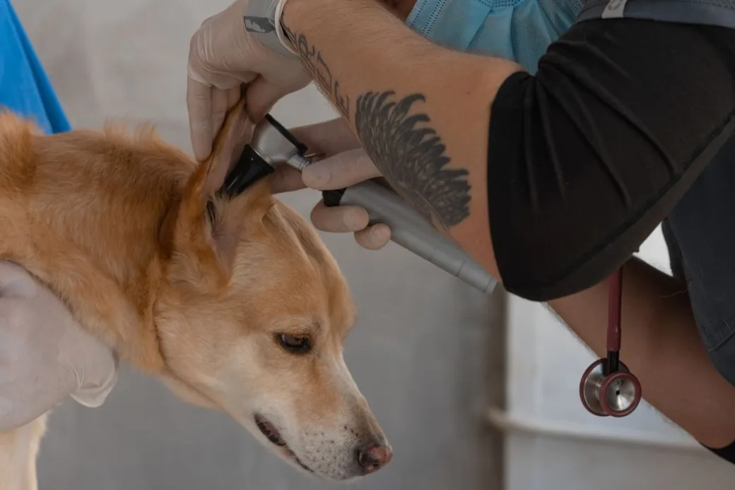 Vétérinaire ganté examinant l'oreille d'un chien doré avec un otoscope lors d'un examen de contrôle