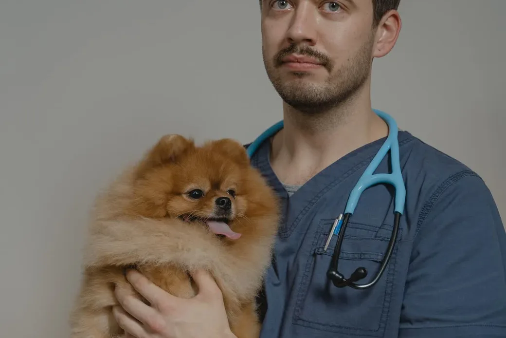 Vétérinaire en blouse bleue tenant dans ses bras un petit chien spitz roux souriant, stéthoscope autour du cou