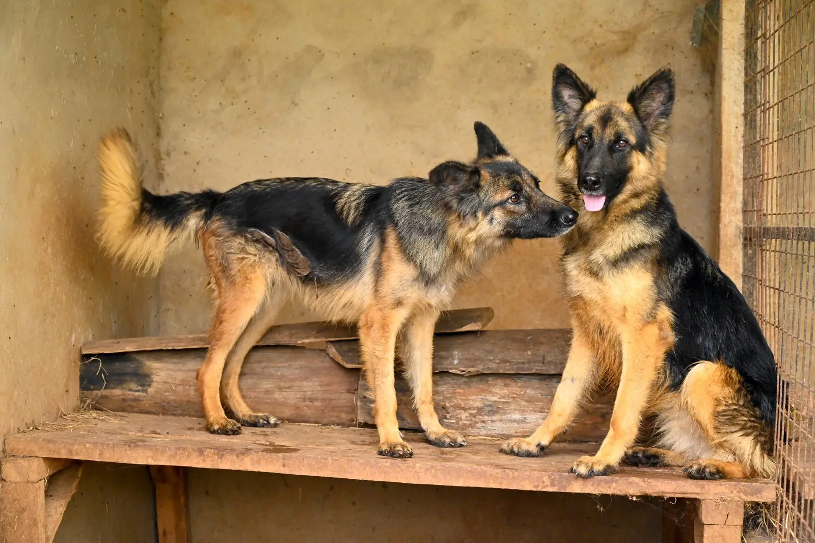 Deux bergers allemands dans un enclos grillagé d'une pension canine, illustrant l'aménagement des boxes