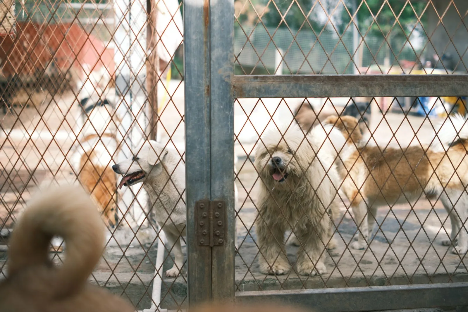 Groupe de chiens heureux derrière une clôture dans la cour d'une pension, espace extérieur sécurisé