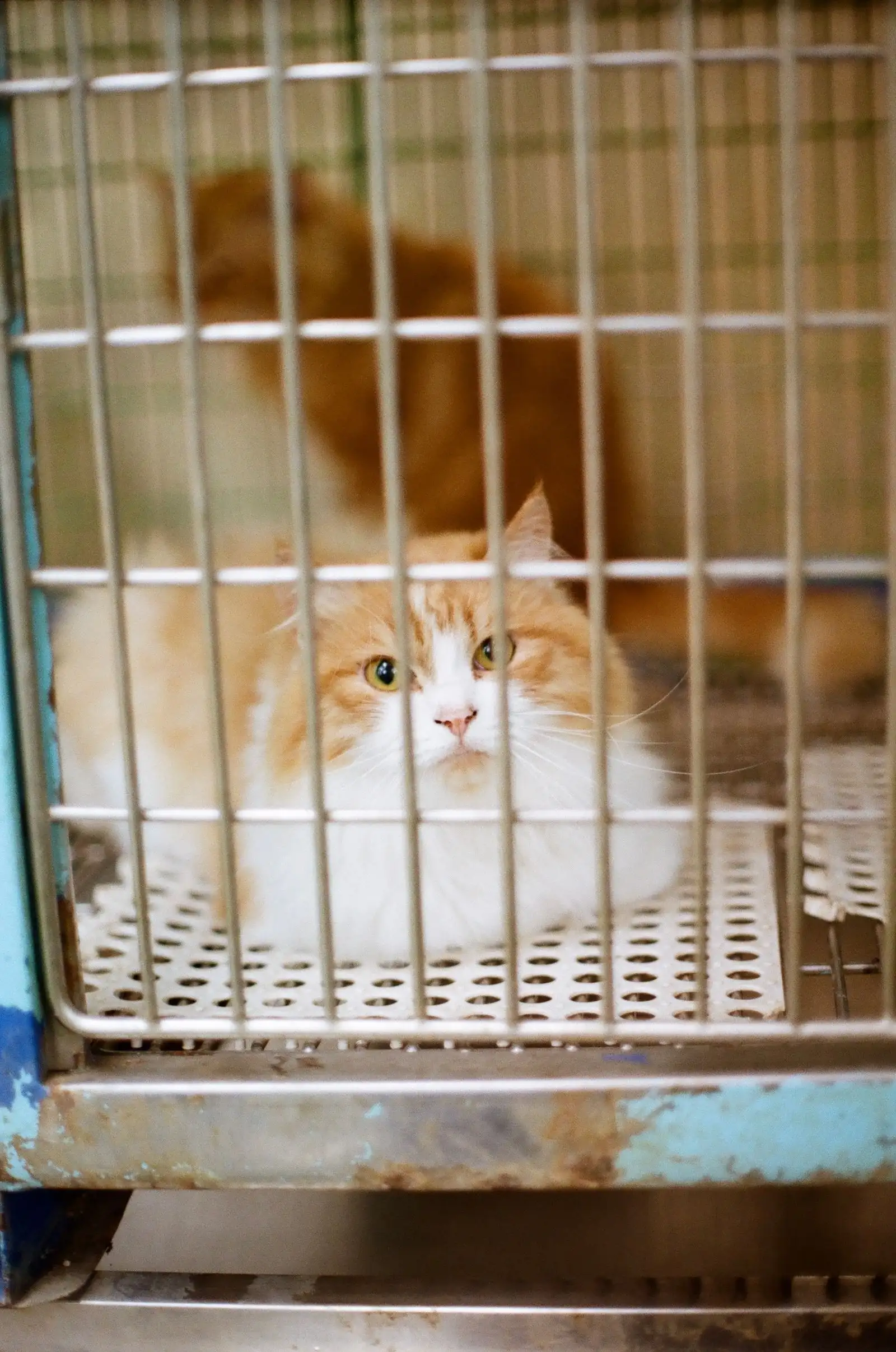 Chat roux et blanc au calme dans une cage intérieure de chatterie, box individuel