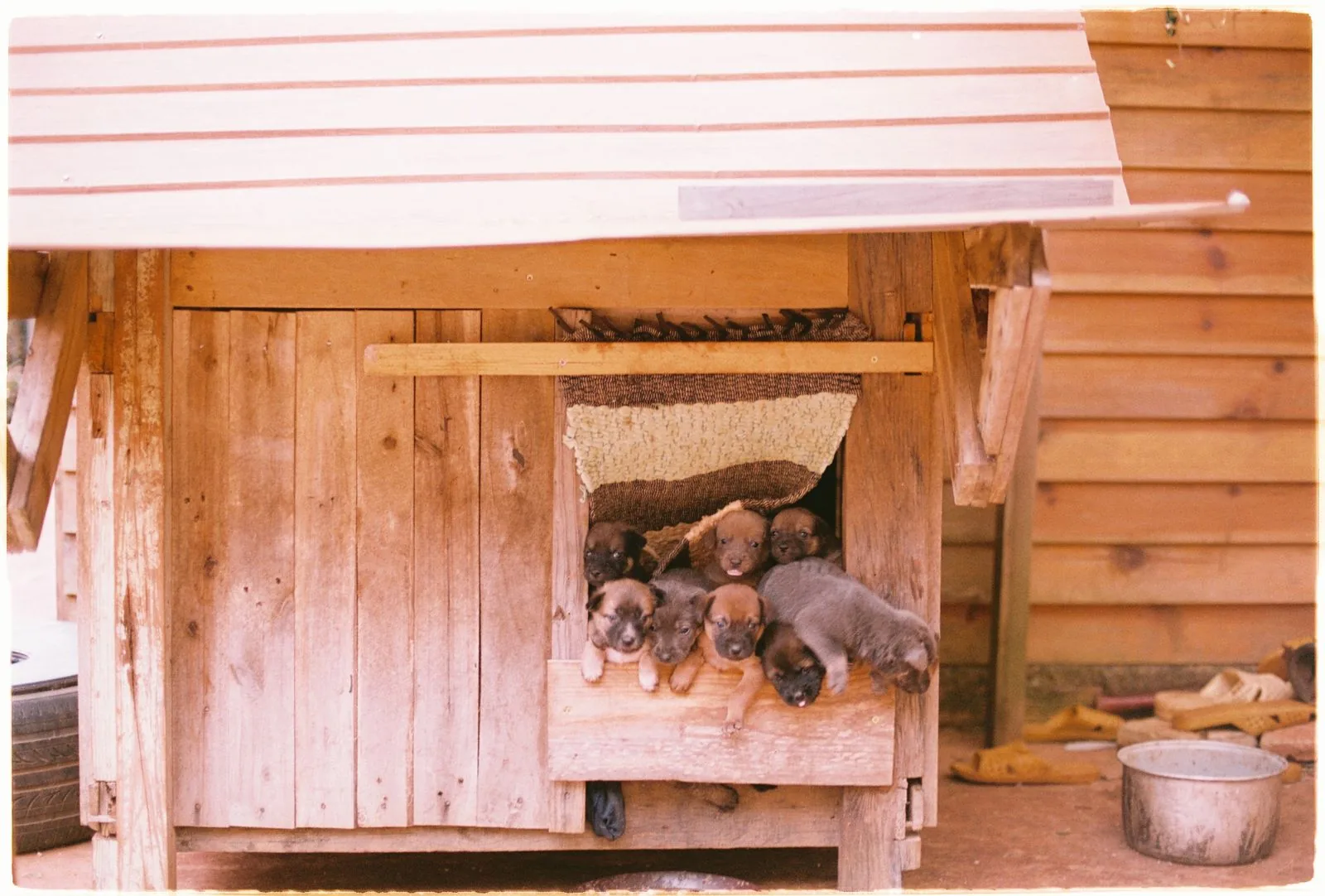 Chiots devant une cabane en bois, équipement de base pour l'aménagement d'une pension canine