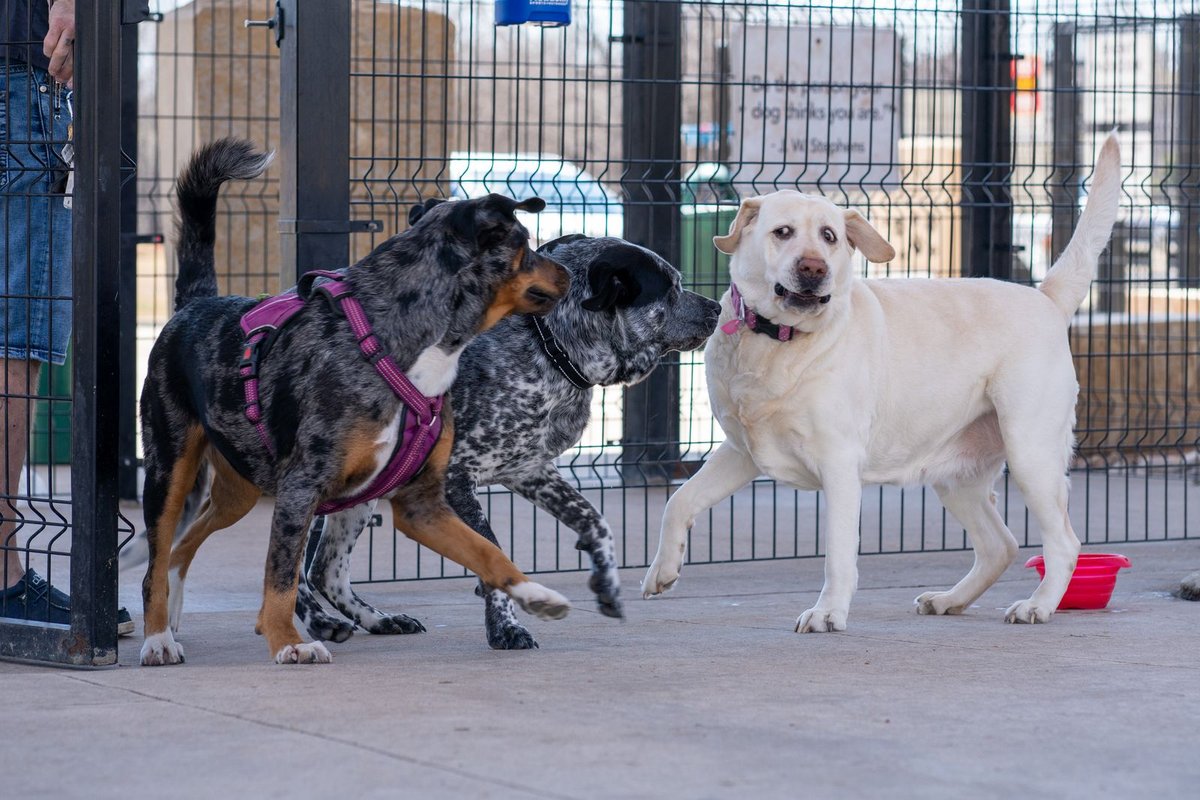 Trois chiens jouant ensemble dans un parc clôturé, illustrant l'activité et la socialisation en pension canine