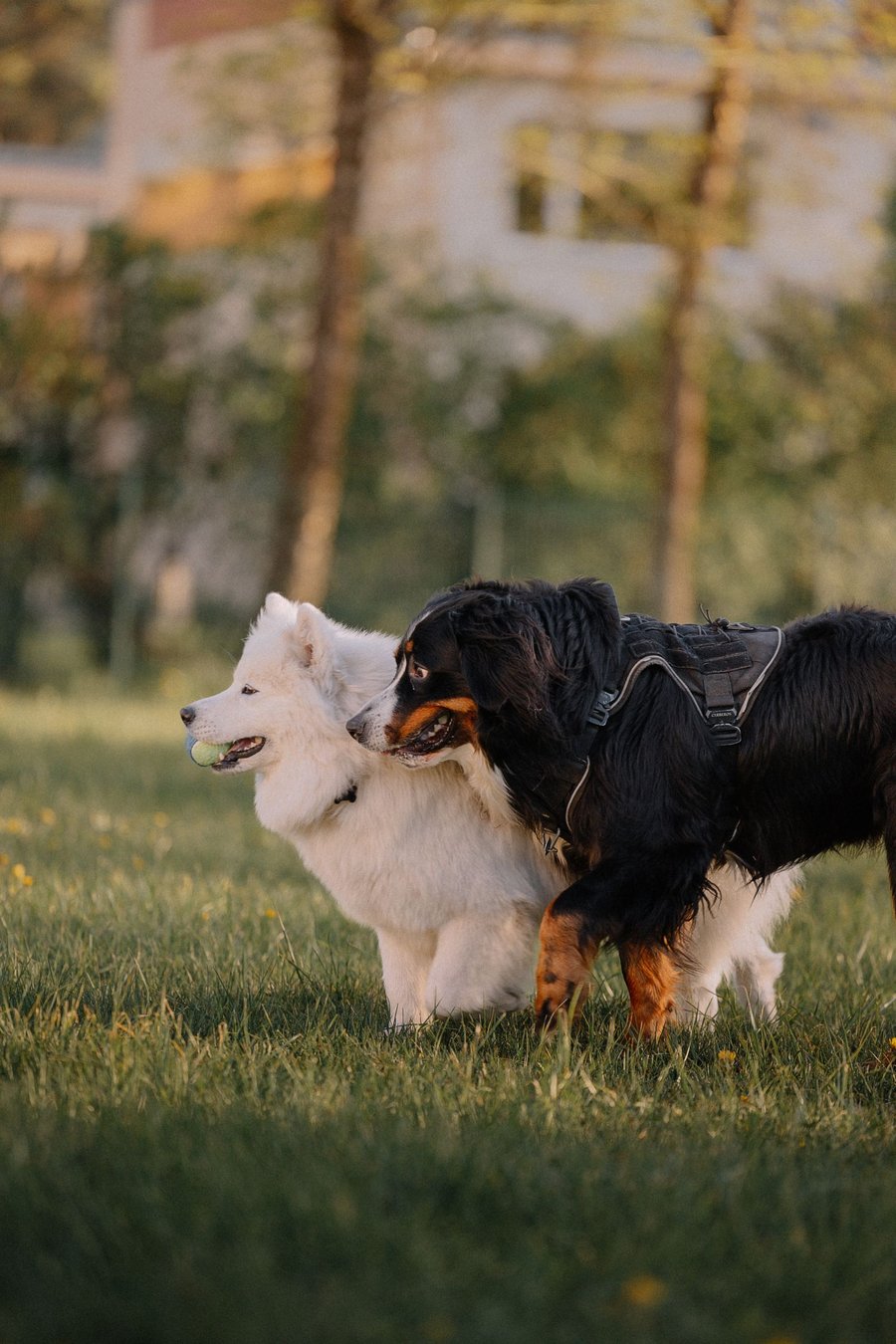 Un berger bernois et un samoyède jouant avec une balle dans un parc, scène de jeu collectif entre chiens