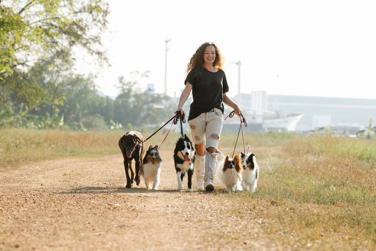 Une personne promenant plusieurs chiens en laisse sur un chemin de campagne, service de promenade d'une pension