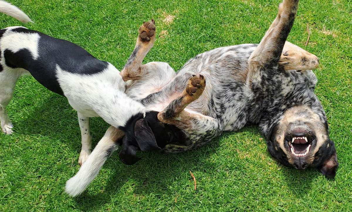 Deux chiens jouant sur une pelouse dans un espace extérieur clôturé, zone d'exercice d'une pension canine