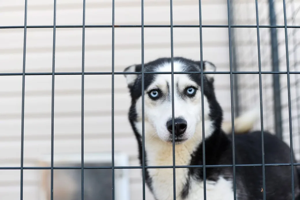 Husky regardant à travers la grille de son box dans une pension canine, illustration de l'article sur la capacité d'accueil