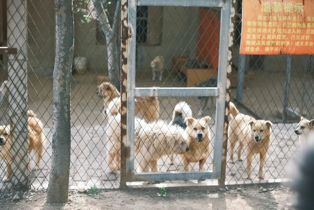 Plusieurs chiens derrière la clôture d'un enclos collectif de pension