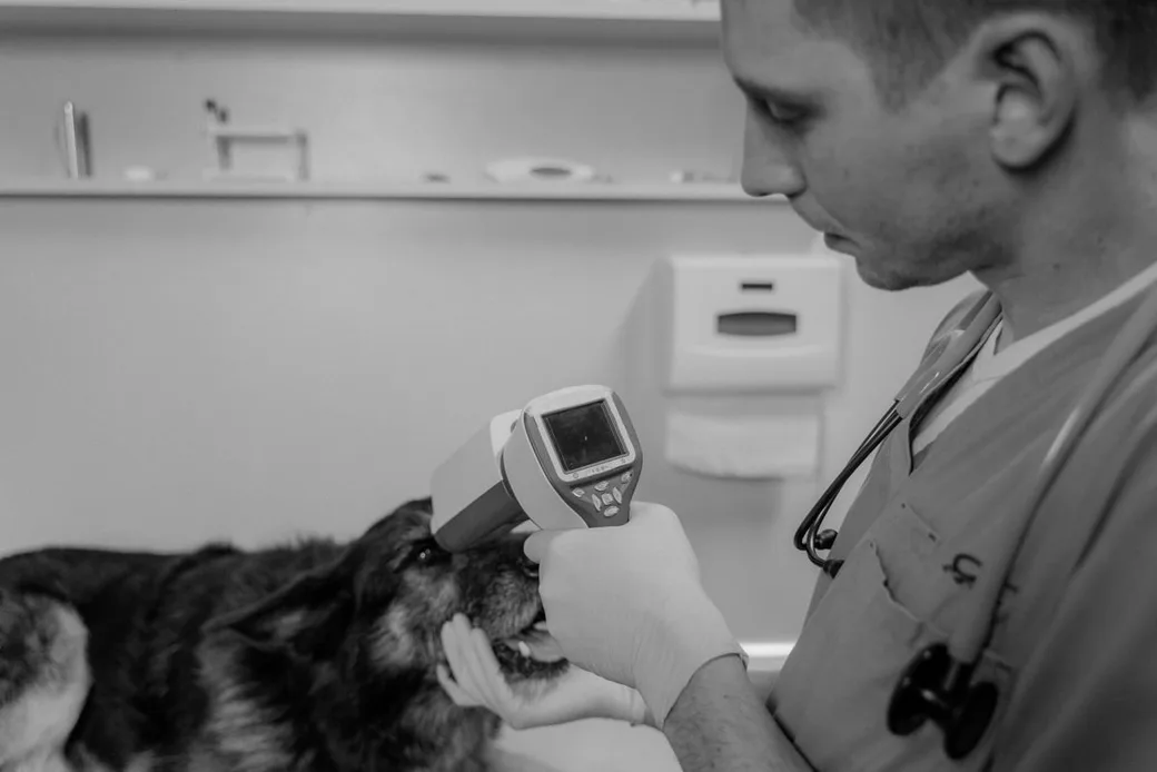 Vétérinaire examinant un chien lors d'un contrôle dans une pension