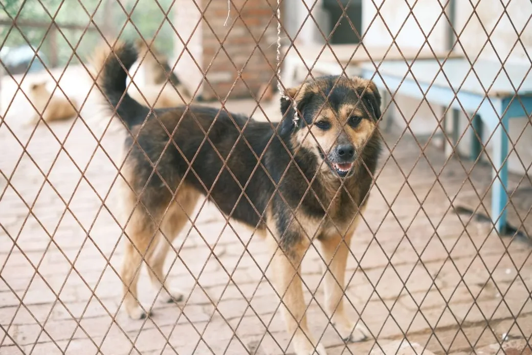 Chien derrière la clôture de son enclos extérieur dans une pension canine