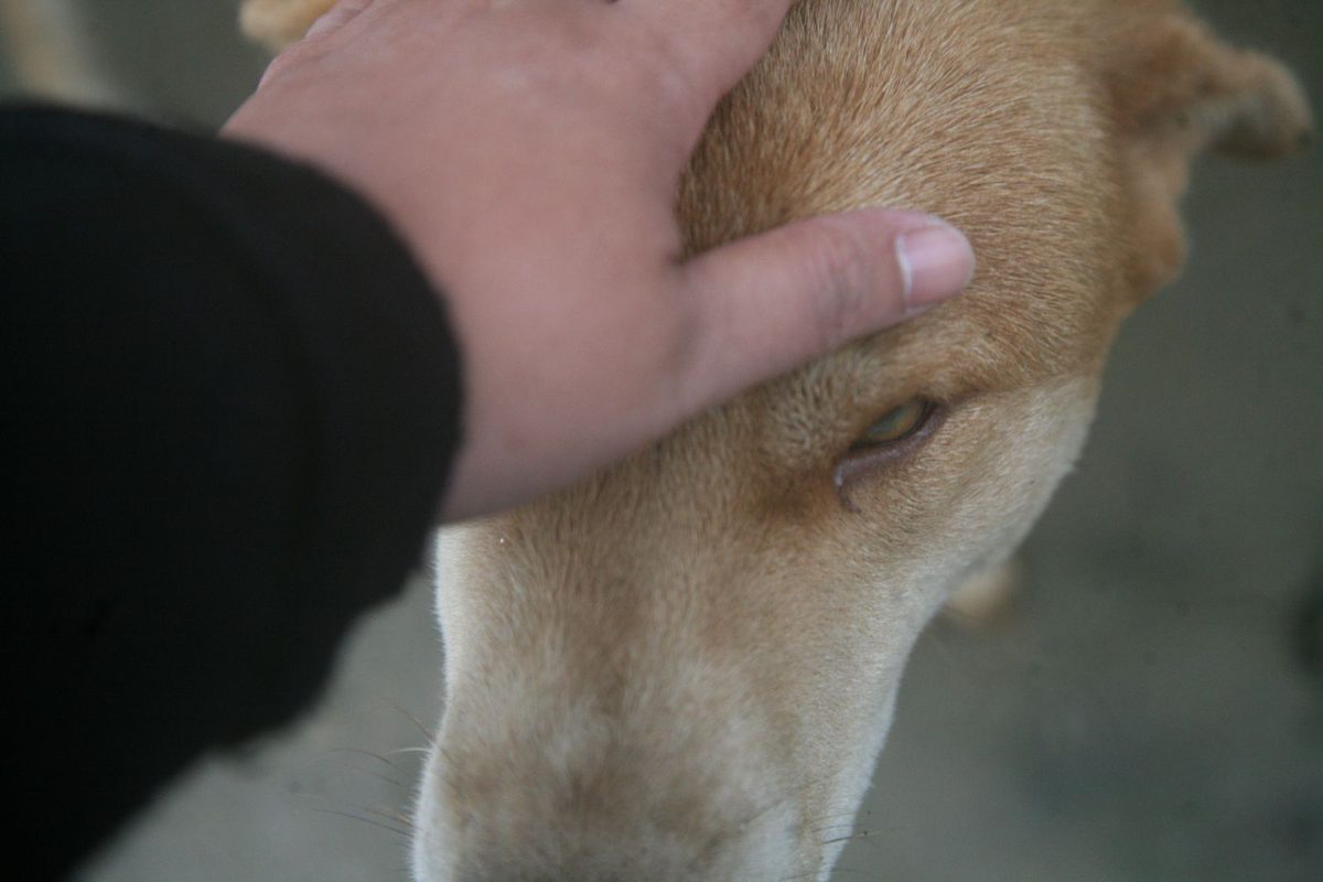 Accueil d'un chien à la pension, contrôle du carnet de santé à l'arrivée