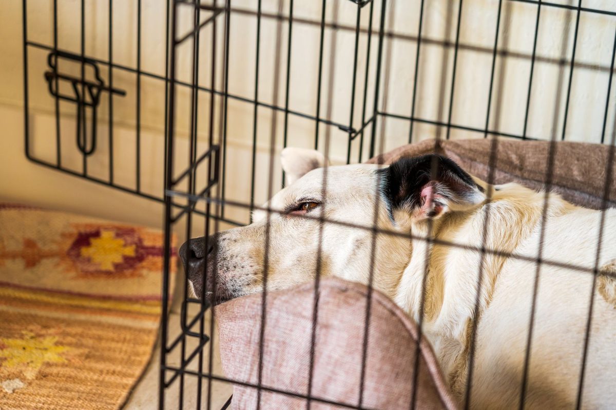 Boxes individuels d'une pension canine avec courette et parcours extérieur