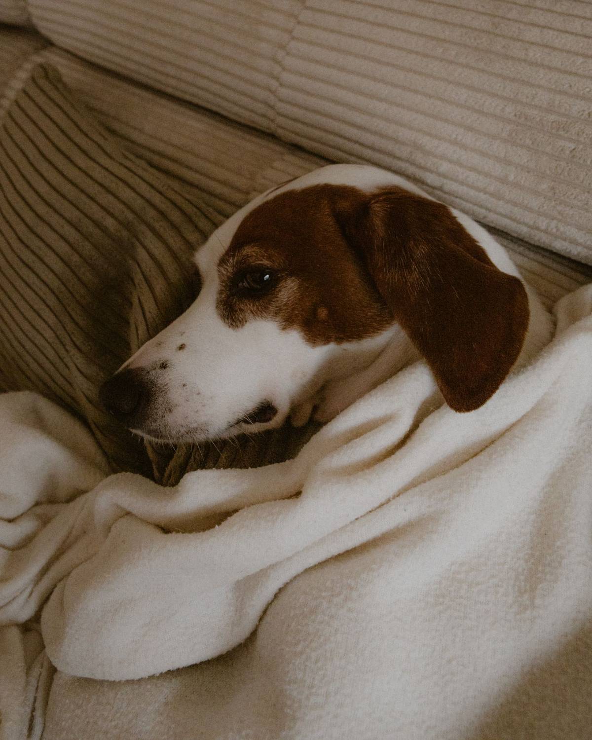 Des chiens détendus dans le salon d'une pension familiale, ambiance maison